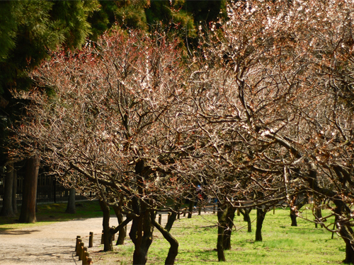 kairakuen ume trees